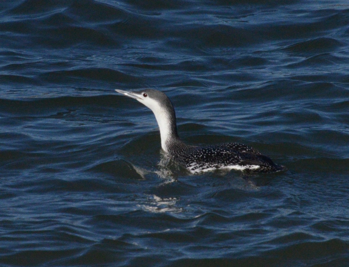 Red-throated Loon - ML543506841