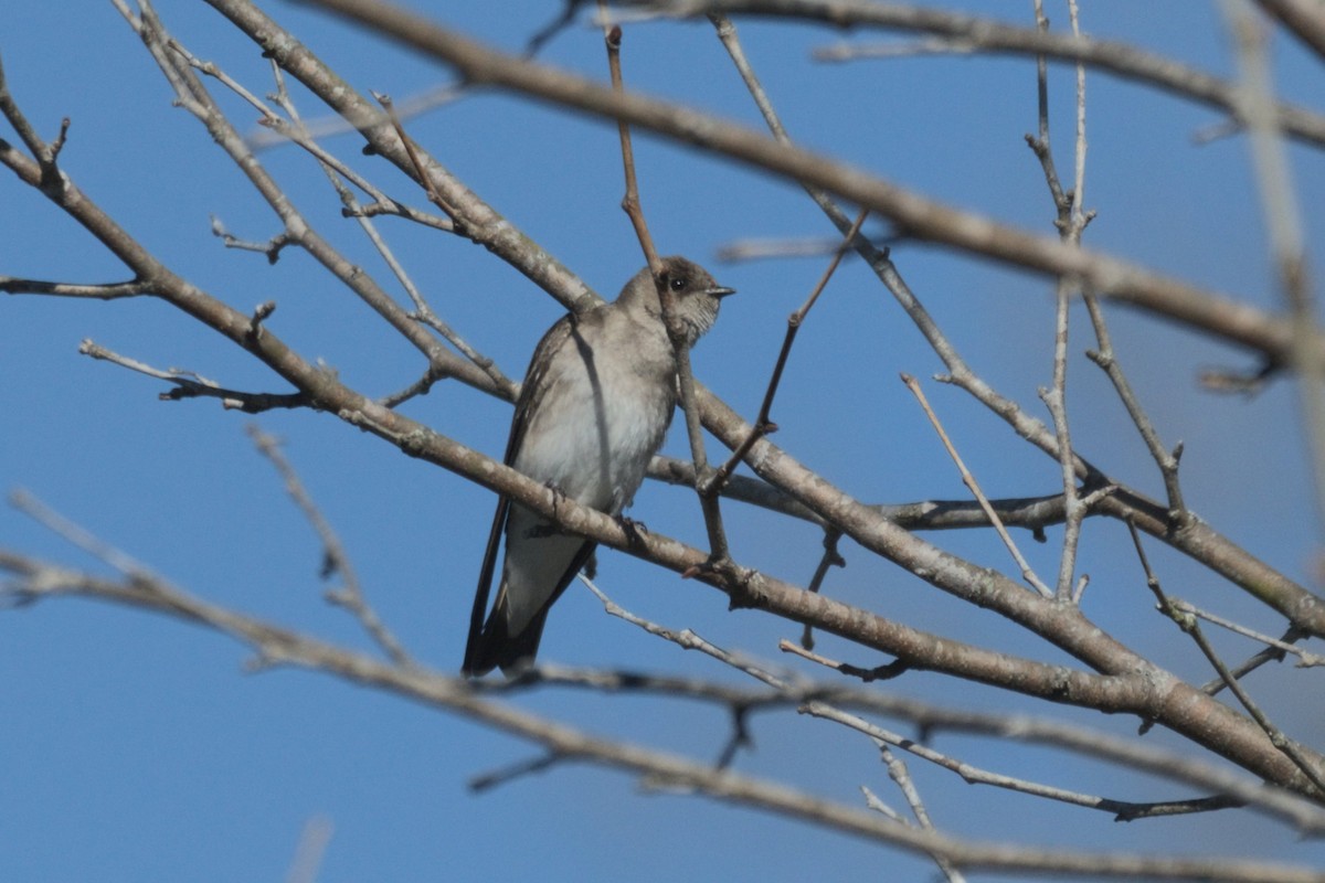 Northern Rough-winged Swallow - ML543507301