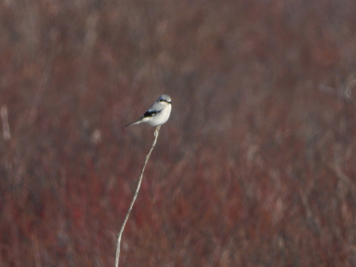 Northern Shrike - ML543508241