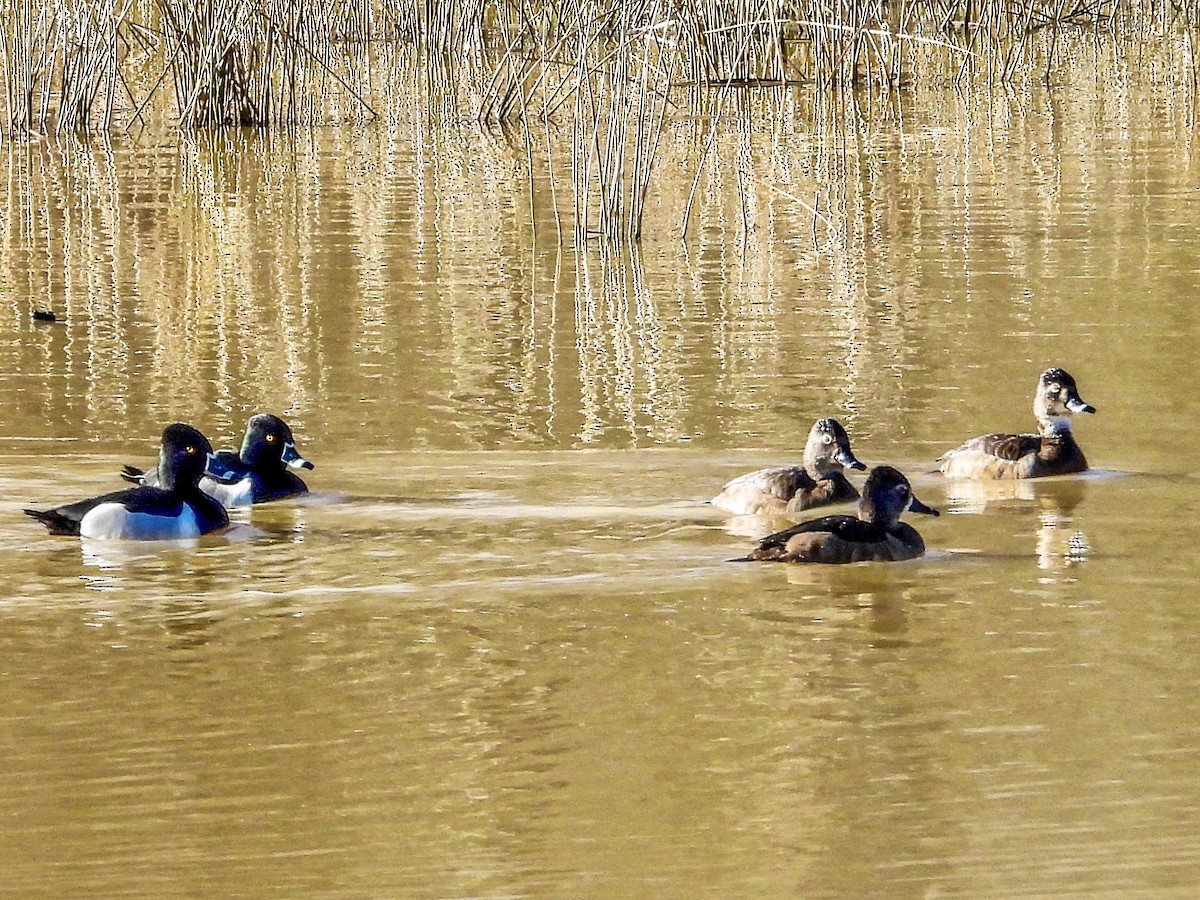 Ring-necked Duck - Vicki Chatel  (*v*)