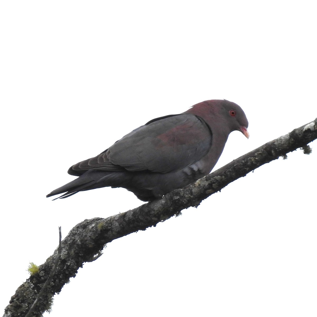 Pigeon à bec rouge - ML543510981