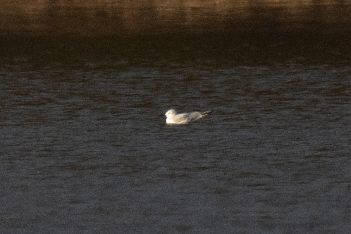 Bonaparte's Gull - ML543511201