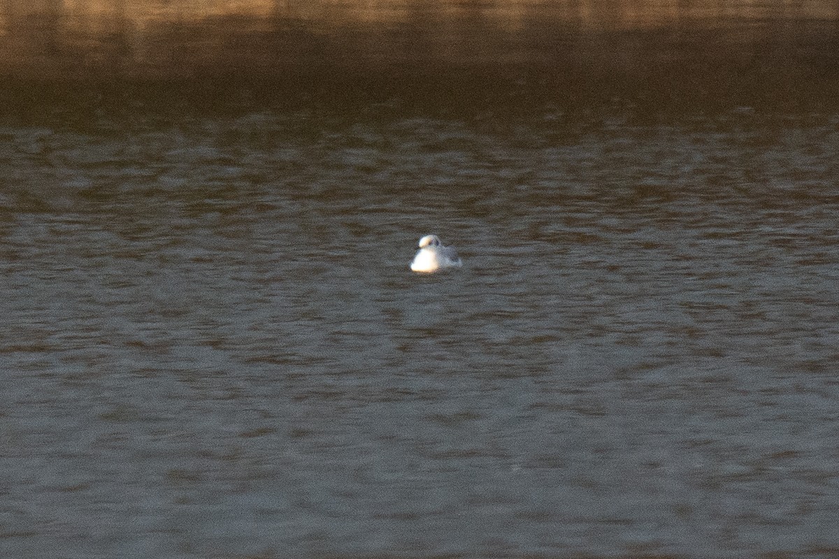 Bonaparte's Gull - ML543511231