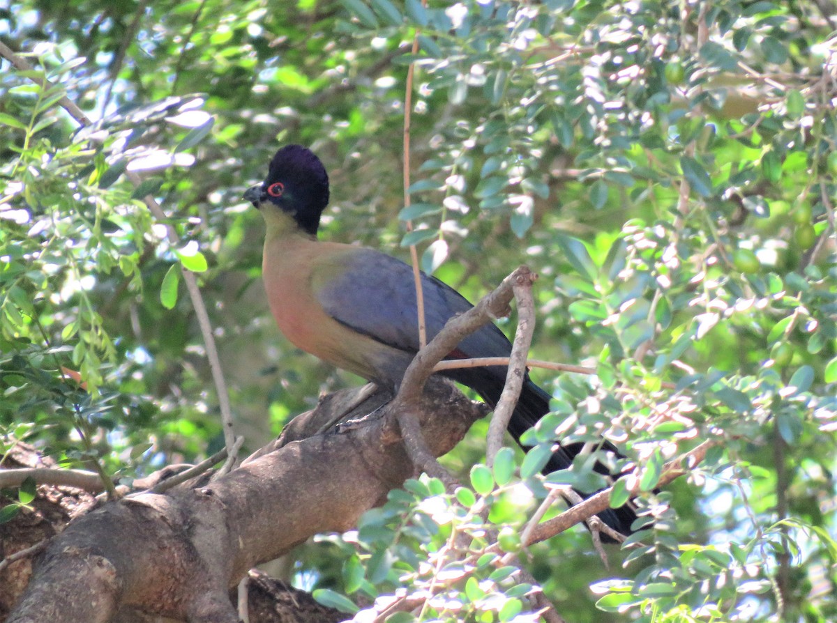 Purple-crested Turaco - ML543511411