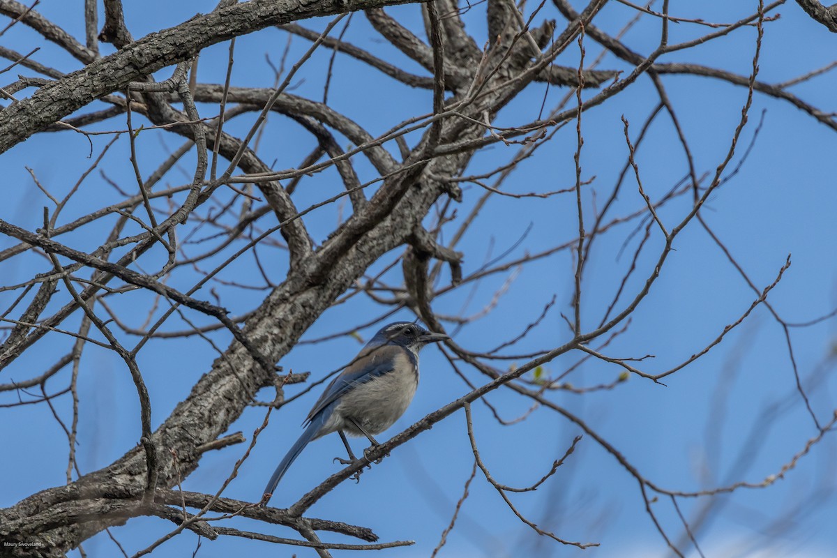 California Scrub-Jay - ML543511651