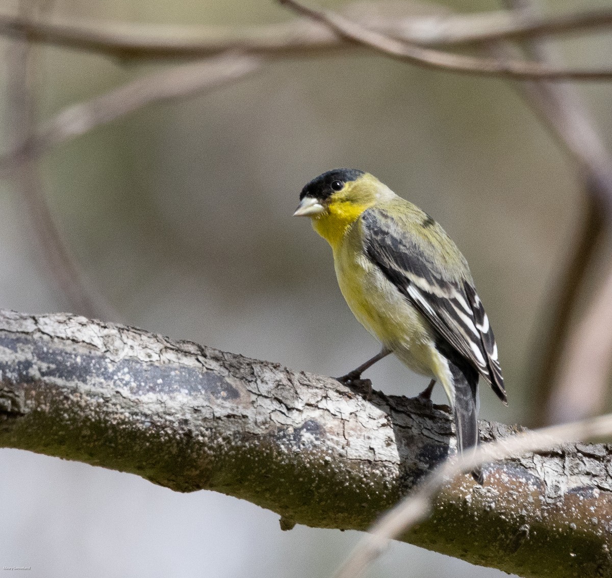 Lesser Goldfinch - ML543512441