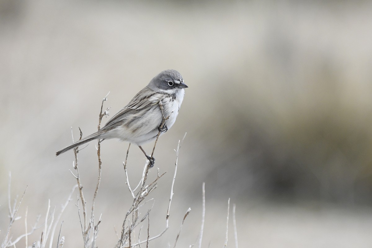 Sagebrush/Bell's Sparrow (Sage Sparrow) - Daniel Irons