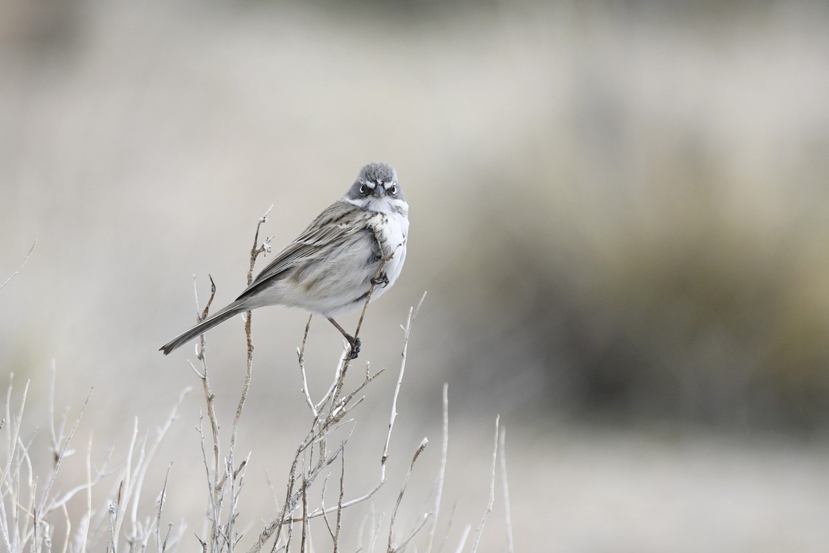 Sagebrush/Bell's Sparrow (Sage Sparrow) - Daniel Irons