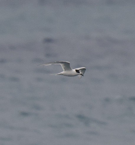 White-fronted Tern - ML543513841