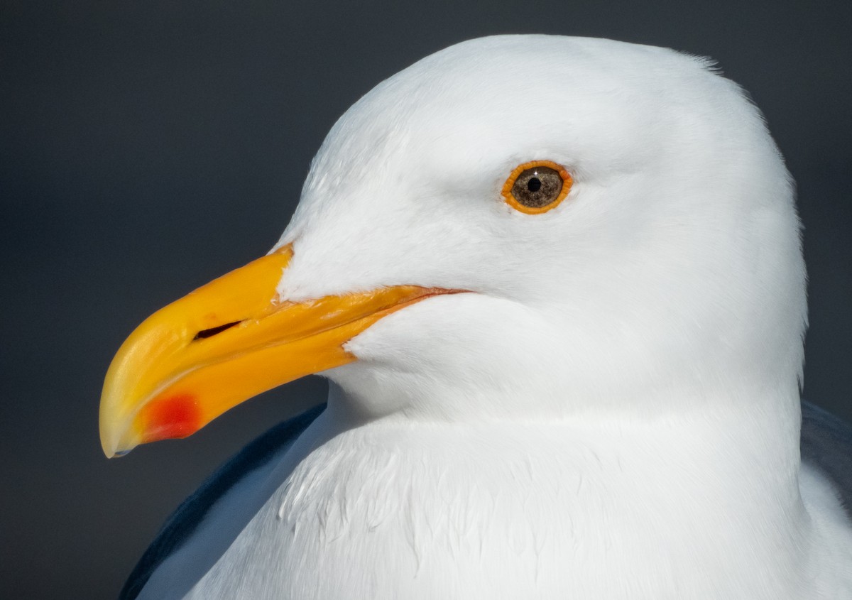 Western Gull - ML543514751