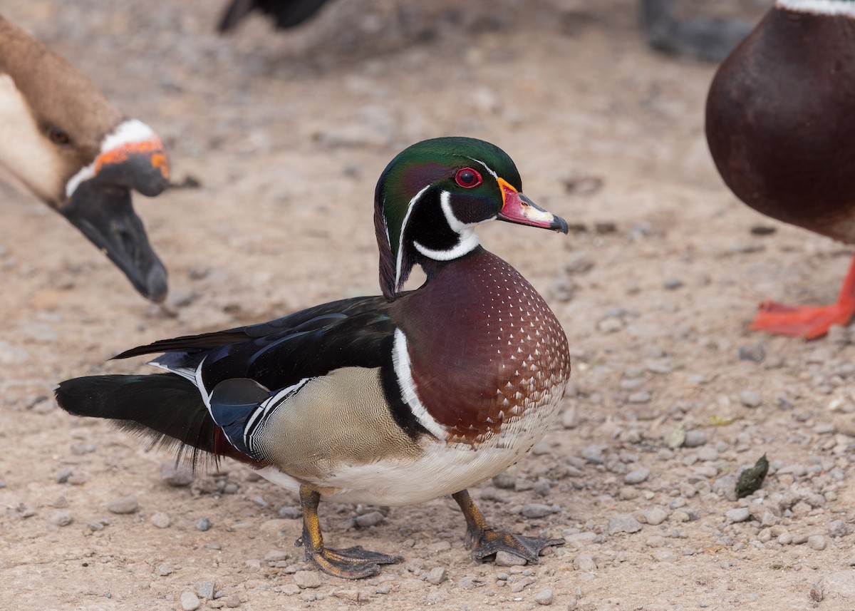 Wood Duck - ML543514781