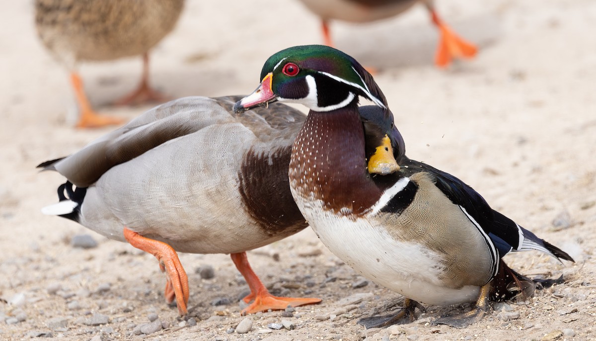 Wood Duck - ML543514801