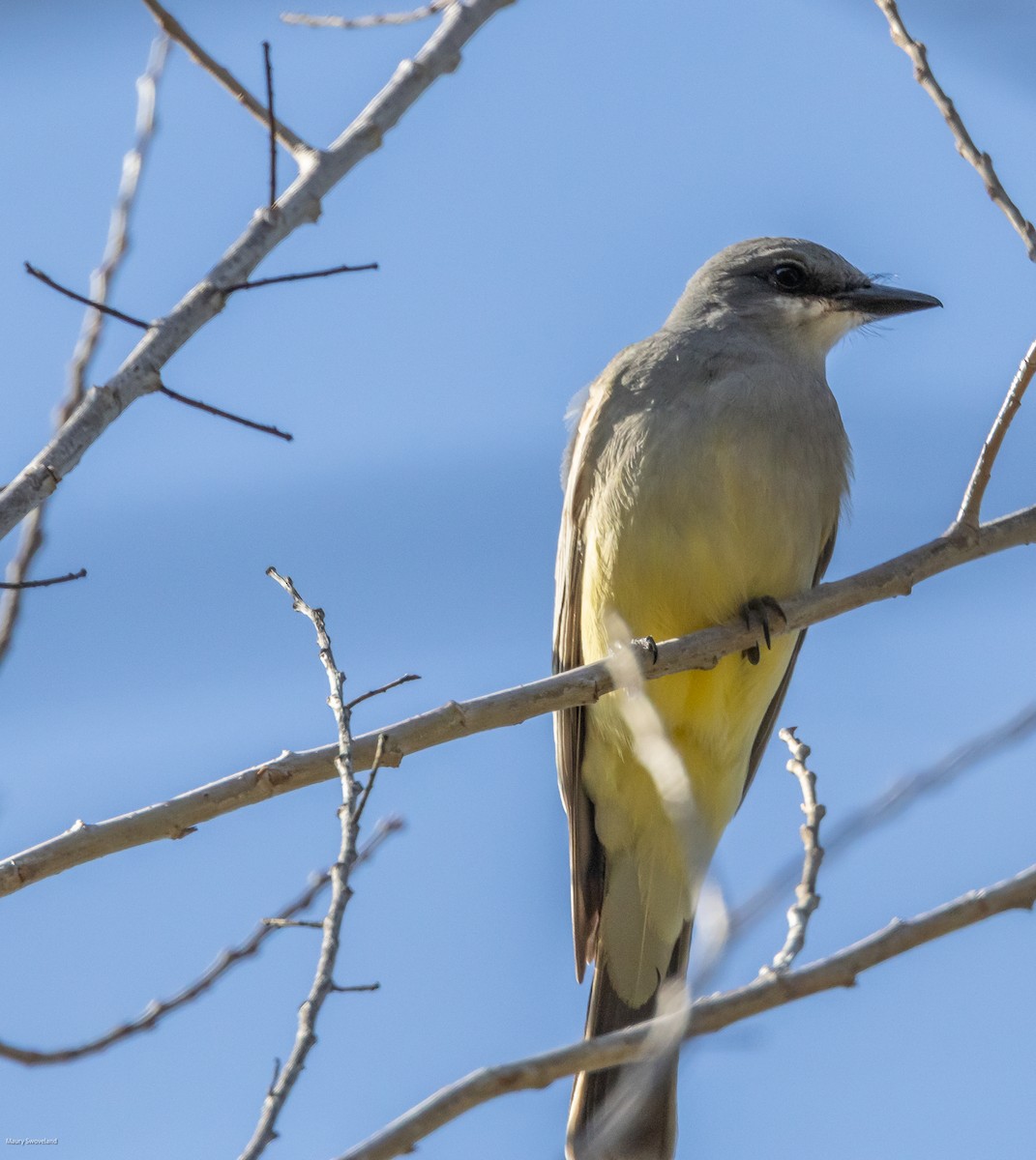 Cassin's Kingbird - ML543514841