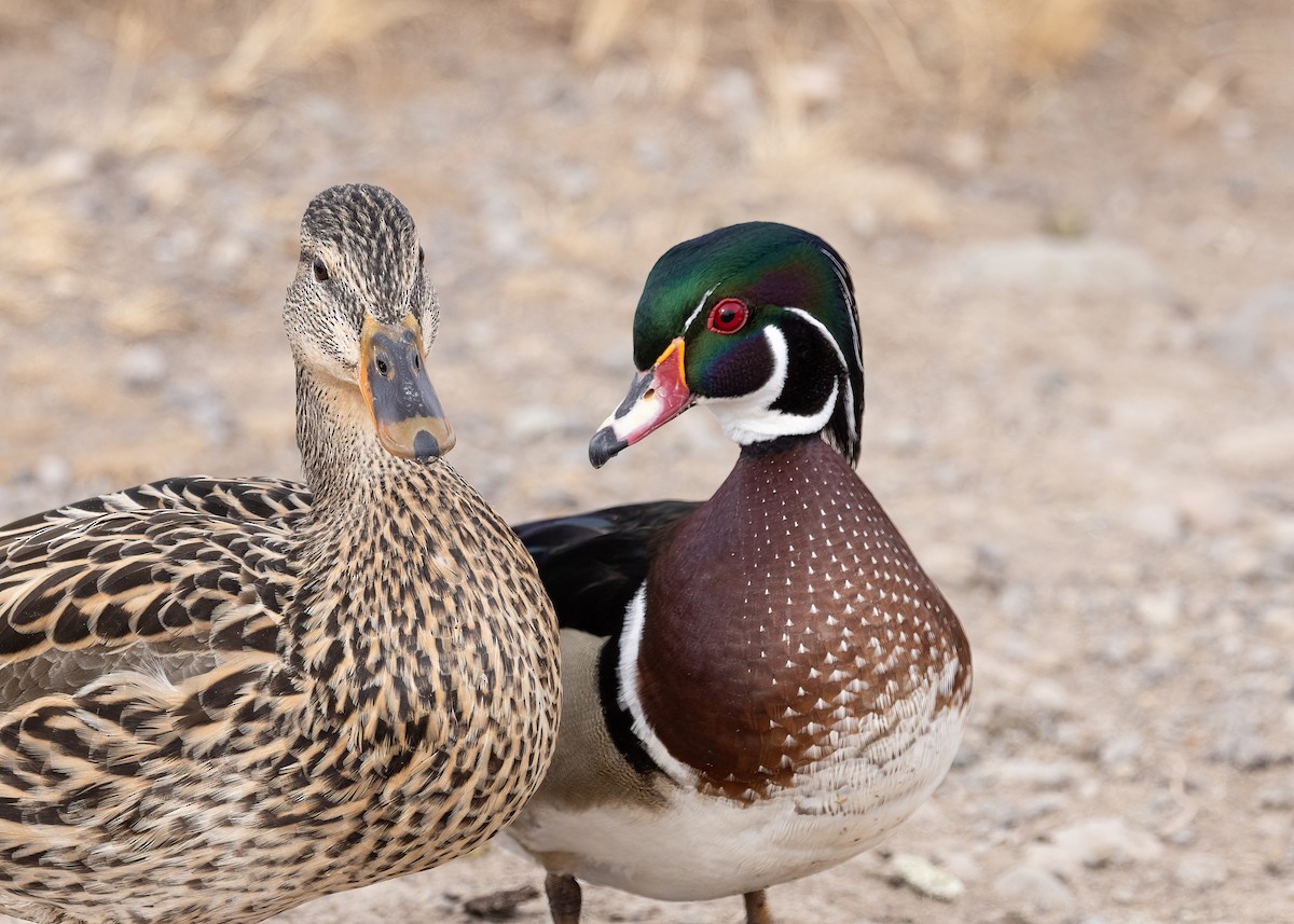 Wood Duck - ML543514891