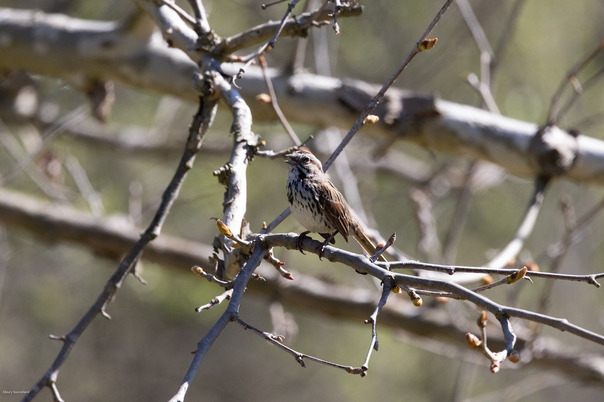 Song Sparrow - ML543514991