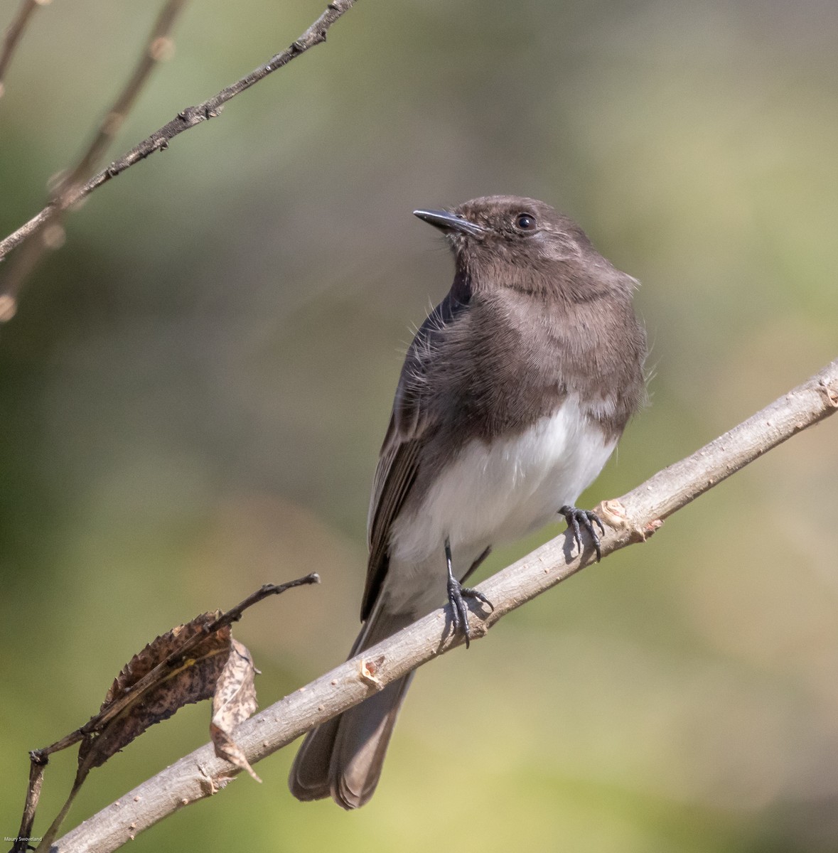 Black Phoebe - ML543515151