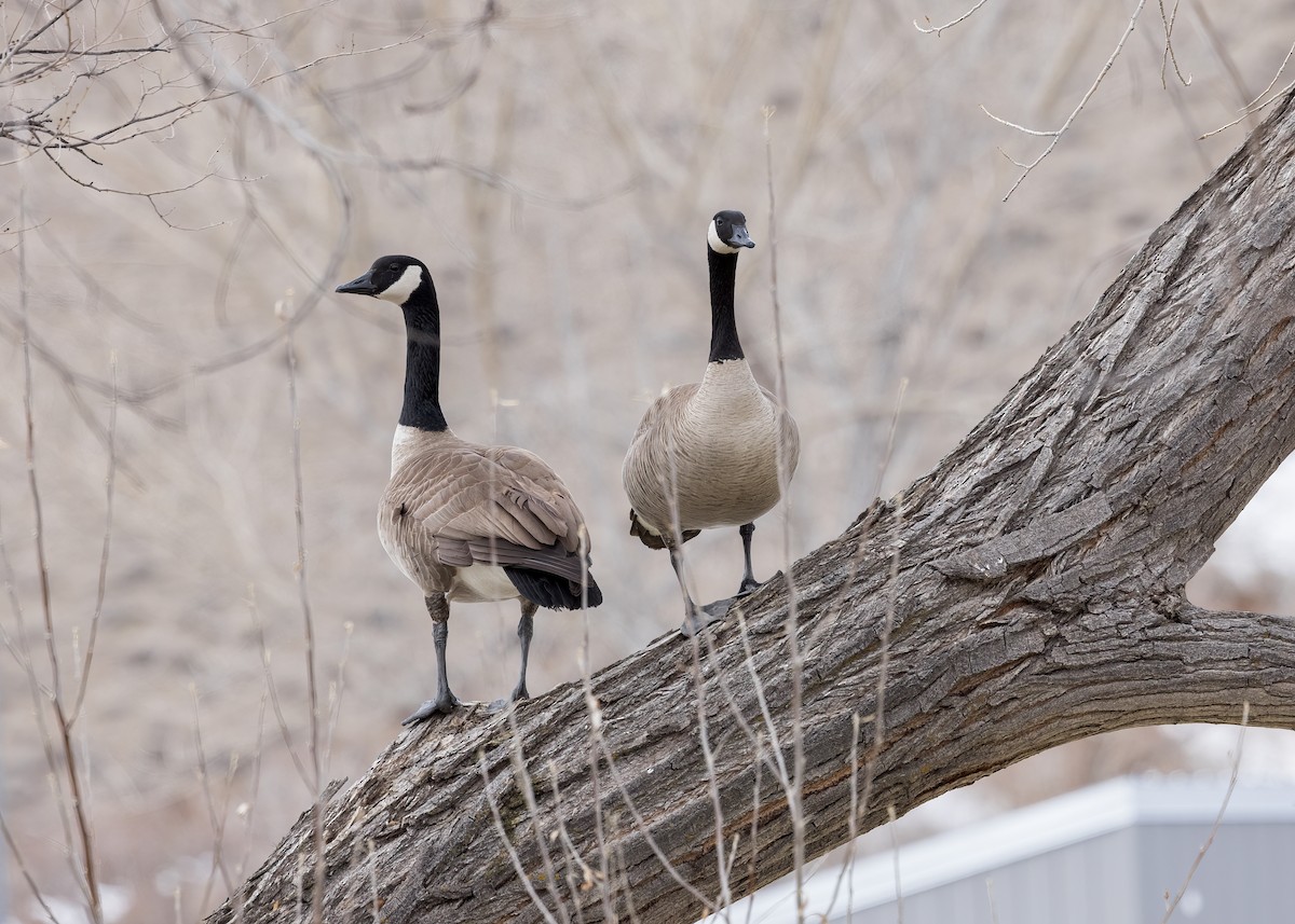 Canada Goose - Verlee Sanburg