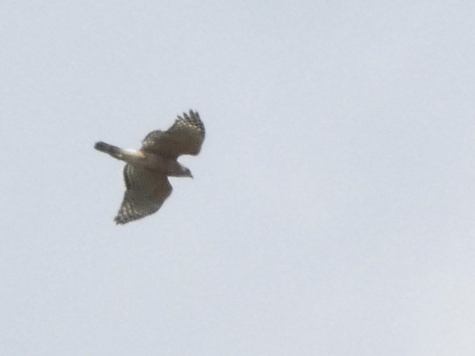 Red-shouldered Hawk - ML543515181