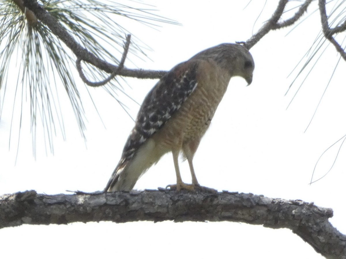 Red-shouldered Hawk - ML543515191