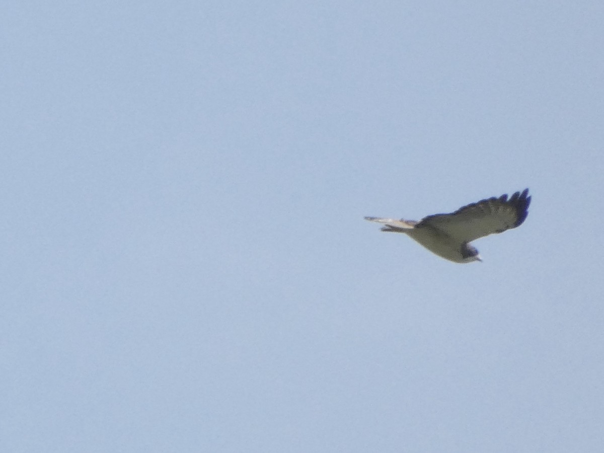 Short-tailed Hawk - Paul Weier & Jennifer Schulz