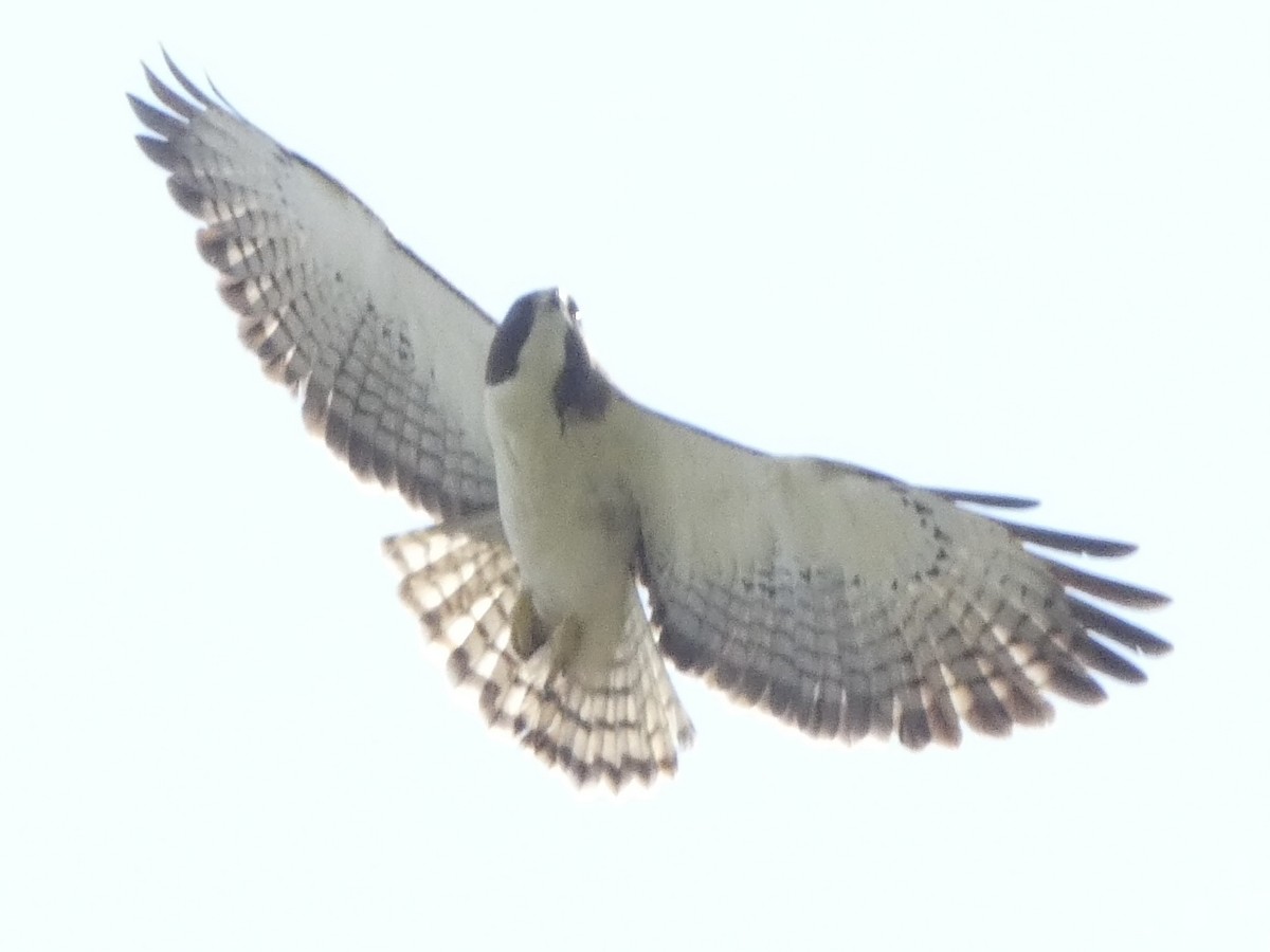 Short-tailed Hawk - ML543515301