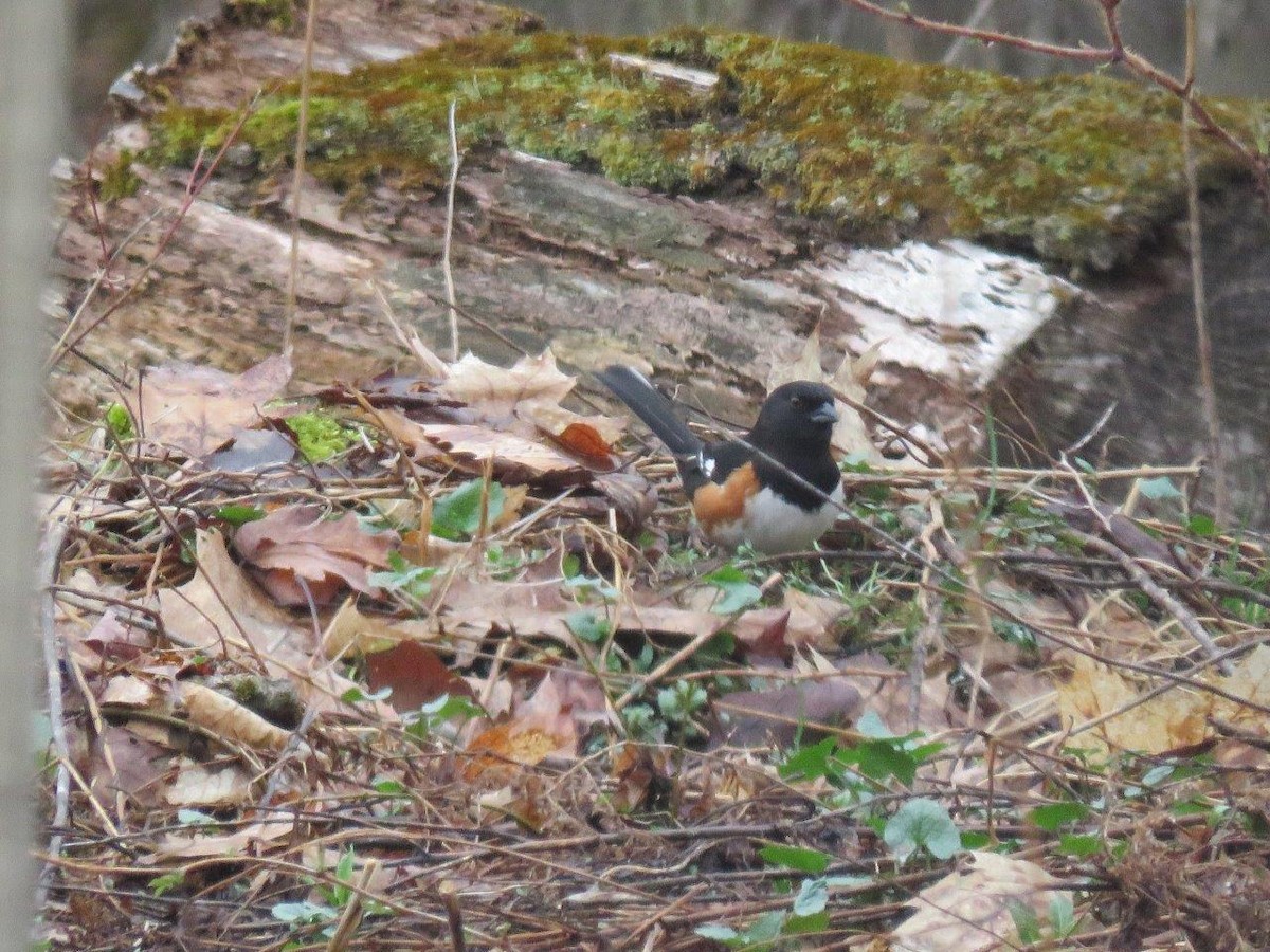 Eastern Towhee - Michael DeWispelaere