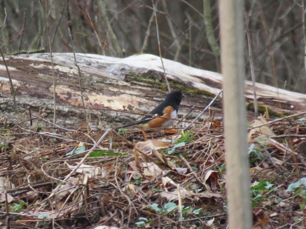 Eastern Towhee - ML54351541