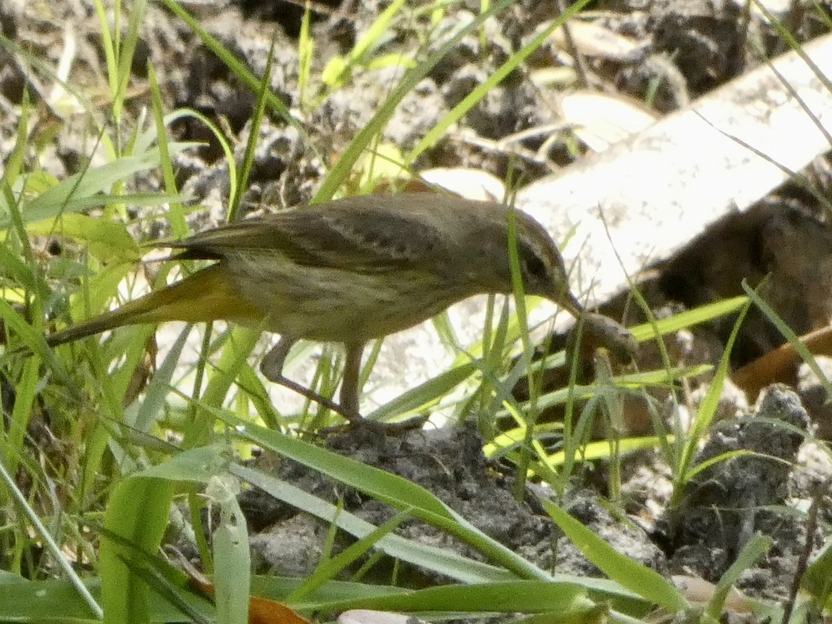 Palm Warbler - ML543515471