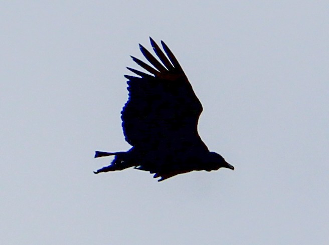Black Vulture - ML543515511