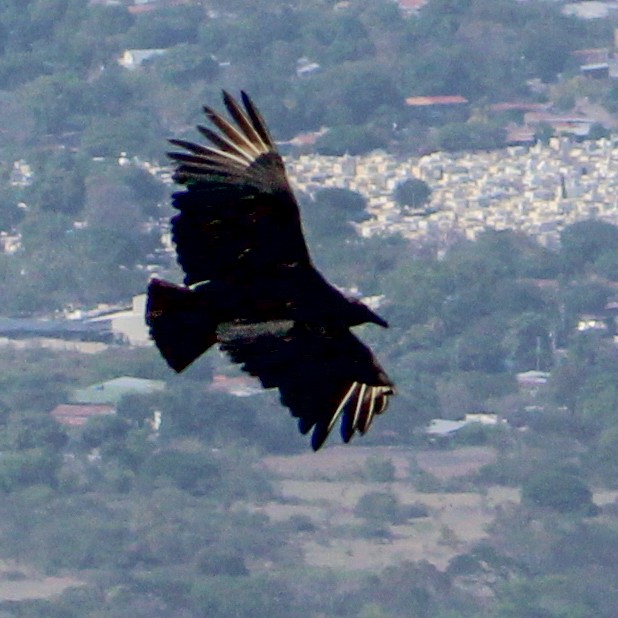 Black Vulture - ML543515521