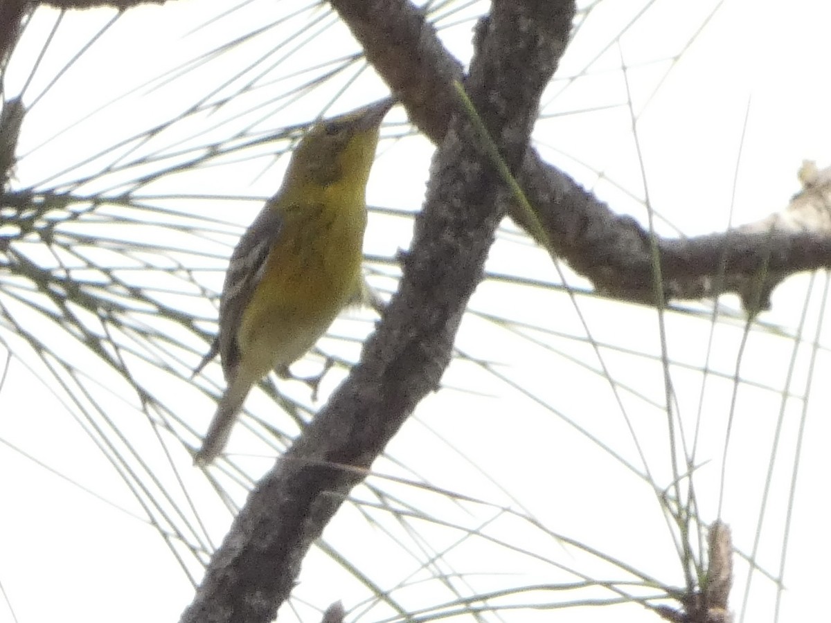 Pine Warbler - ML543515571