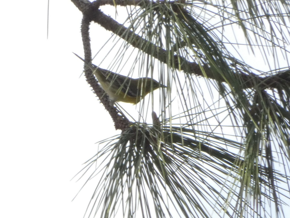 Pine Warbler - ML543515591