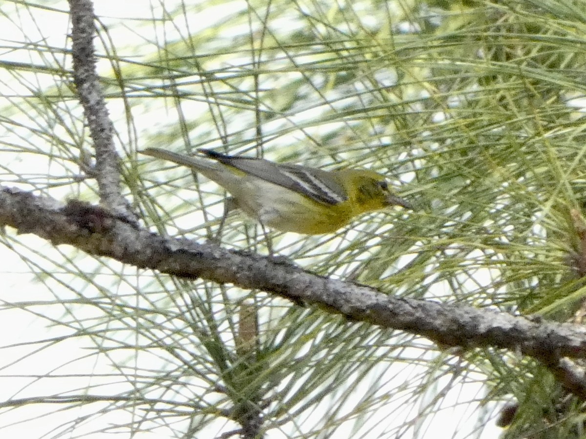 Pine Warbler - ML543515601