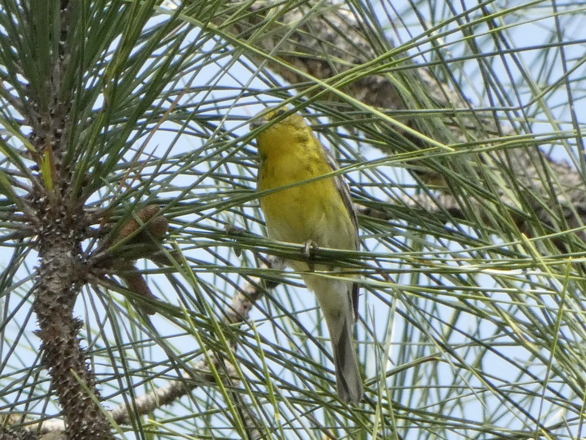 Pine Warbler - ML543515611