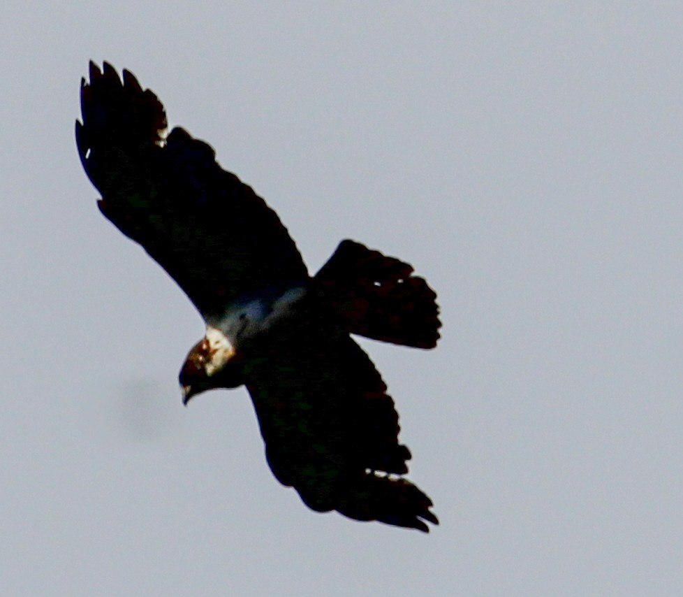 Short-tailed Hawk - ML543515681