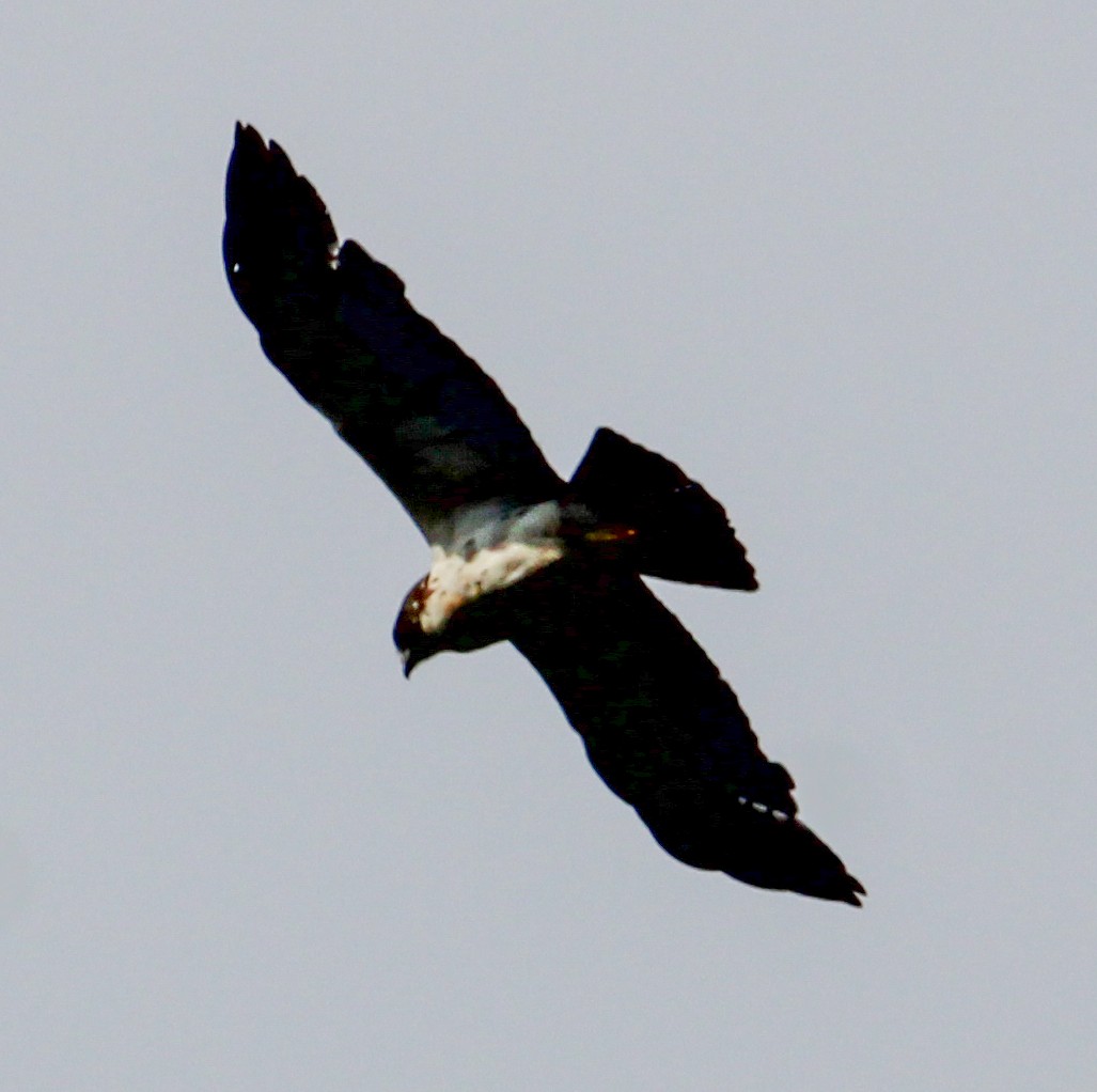 Short-tailed Hawk - ML543515691