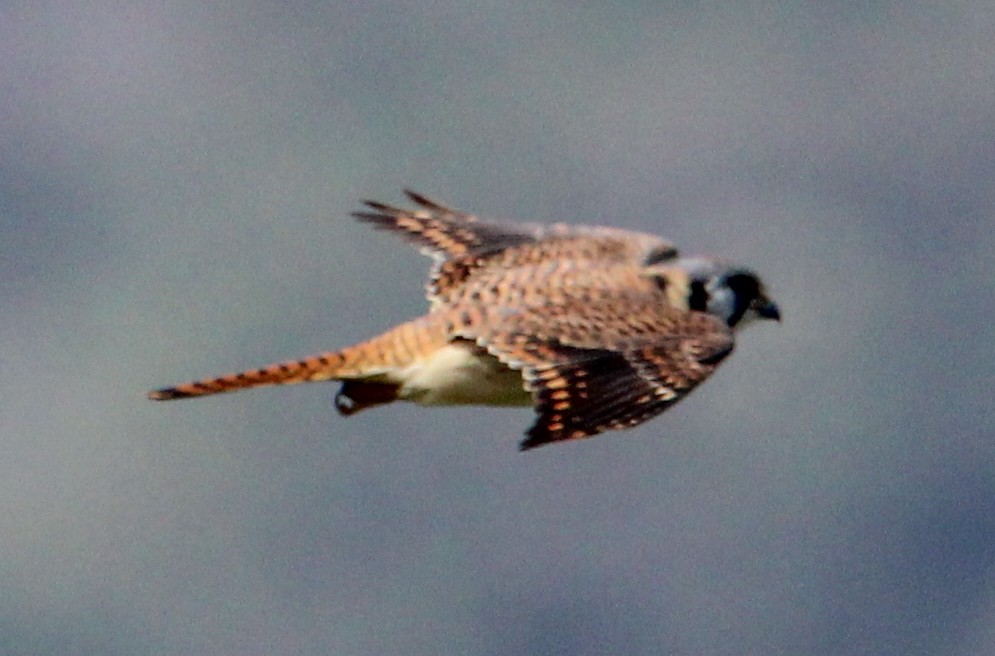 American Kestrel - ML543515781