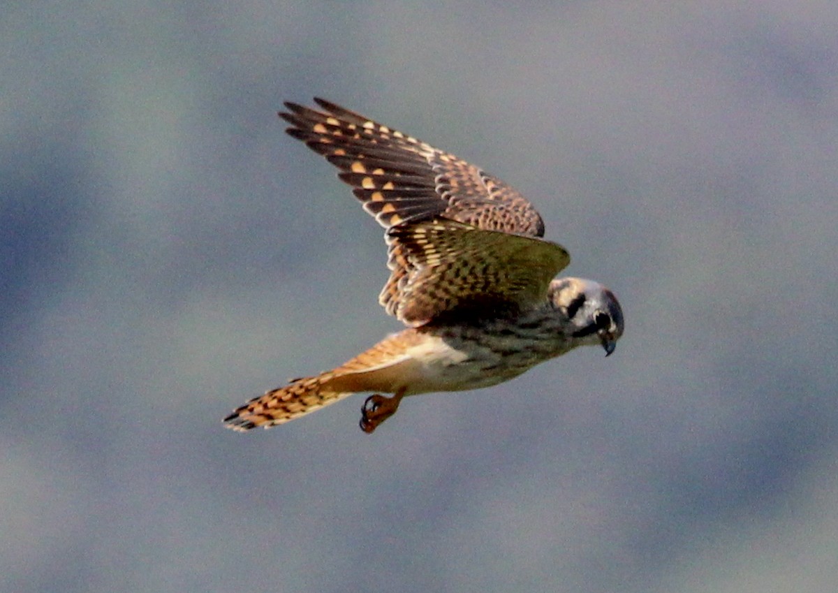 American Kestrel - ML543515791