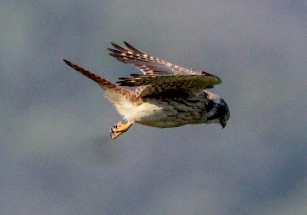 American Kestrel - ML543515801