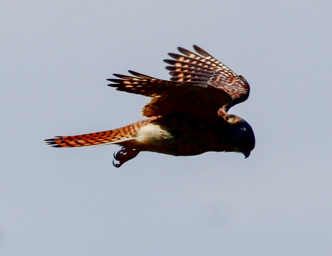 American Kestrel - ML543515811