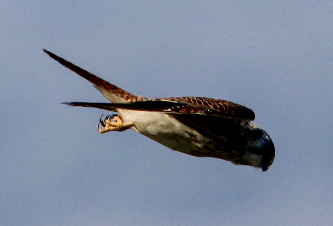 American Kestrel - ML543515821