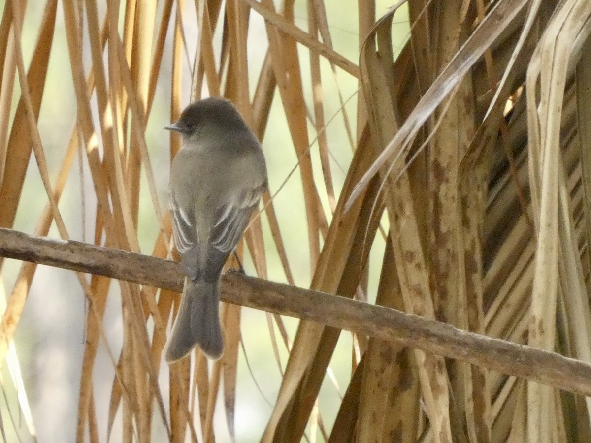 Eastern Phoebe - ML543516171