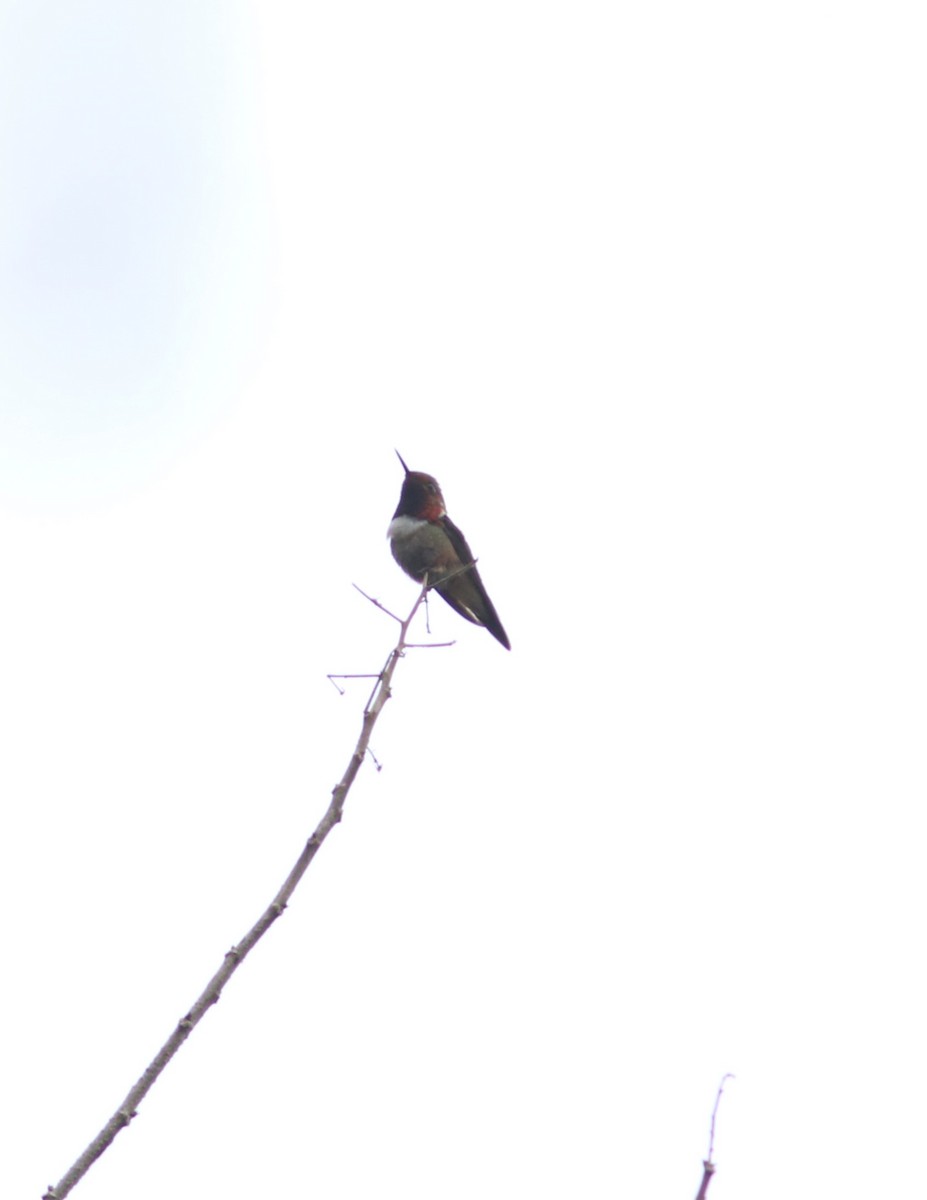 Glow-throated Hummingbird - Euclides "Kilo" Campos