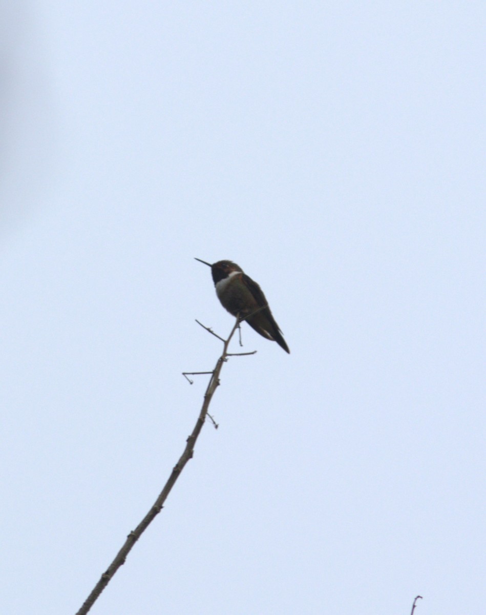 Glow-throated Hummingbird - ML543516891