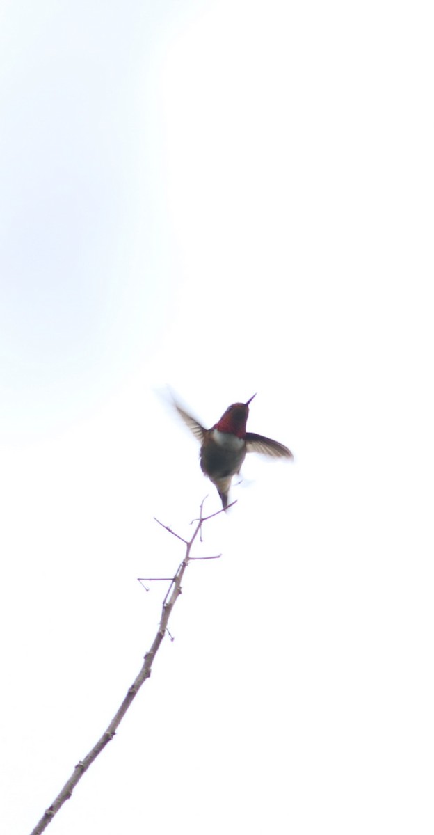 Colibrí Ardiente - ML543516911