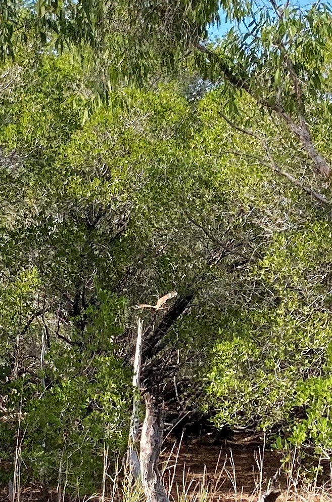 Spotted Nightjar - ML543519191