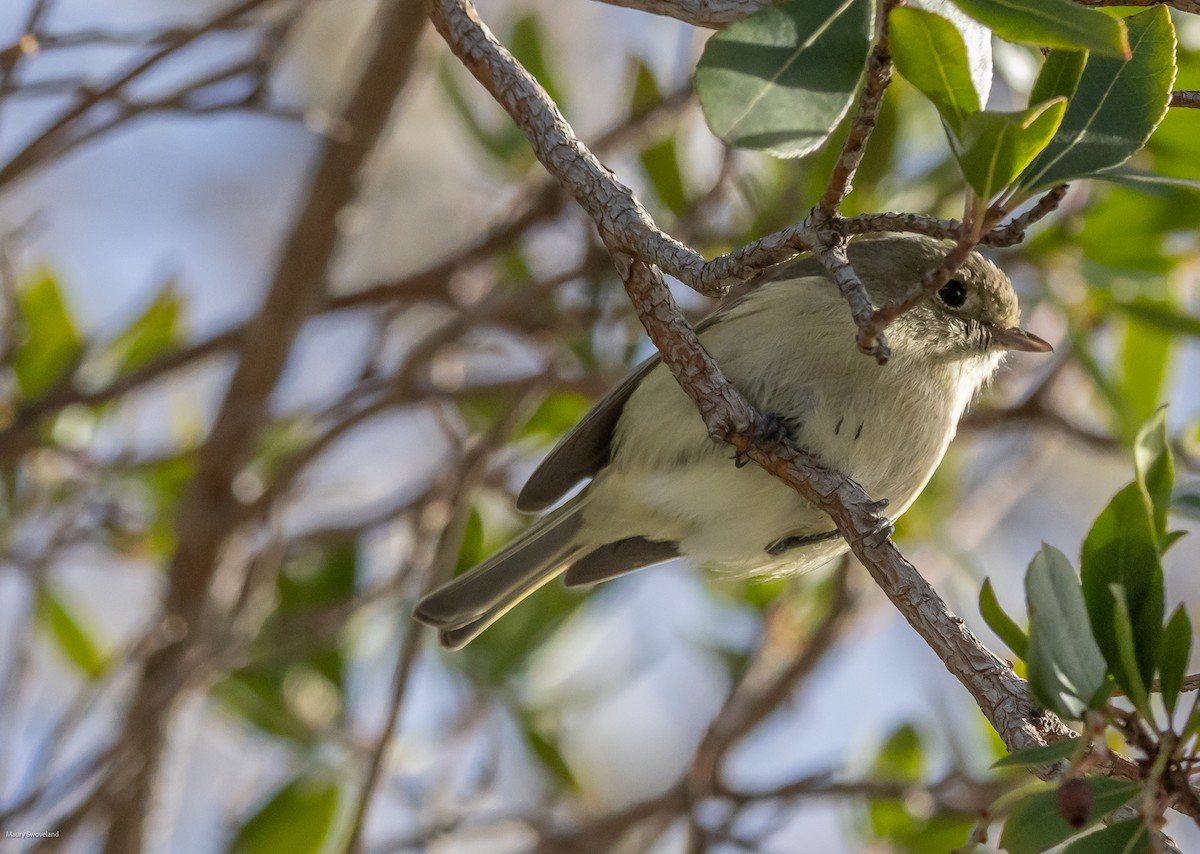 Huttonvireo - ML543519561