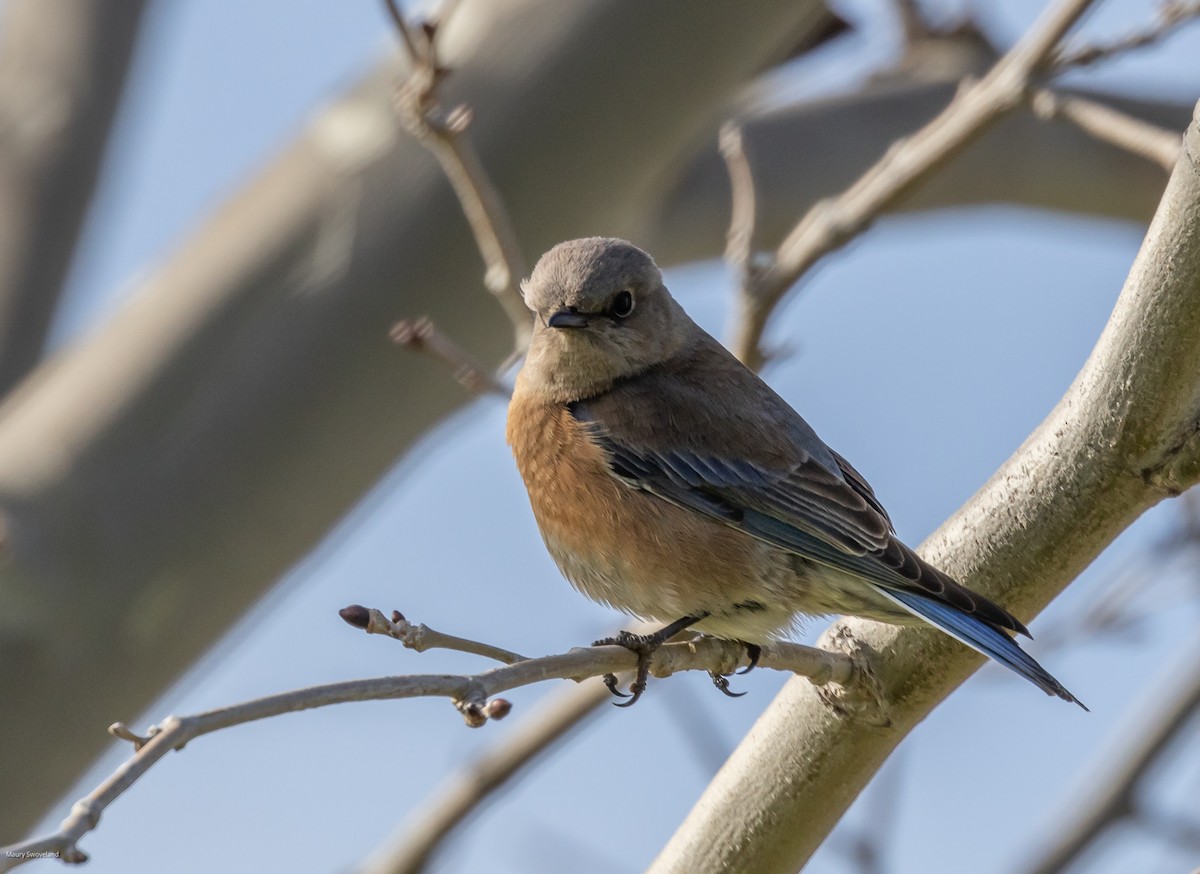 Western Bluebird - ML543519611