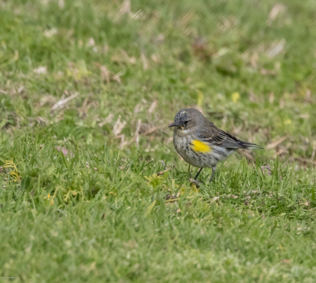 Yellow-rumped Warbler - ML543519941