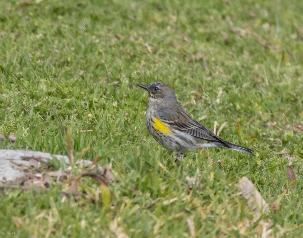 Yellow-rumped Warbler - ML543519951